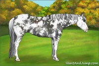 Horse Color:Black Sabino 