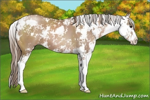 Horse Color:Black Pearl Sabino 