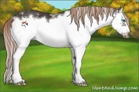 Horse Color:White Spotted Liver Chestnut Splash Frame Rabicano 