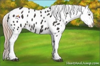 Horse Color:Liver Chestnut Appaloosa Rabicano