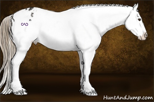 Horse Color:Liver Chestnut Snowflake Varnish Rabicano 
