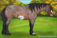 Horse Color:Bay Roan Frame