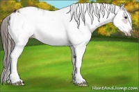 Horse Color:White Spotted Bay Splash Frame Appaloosa 