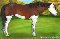 Horse Color:Bay Splash 