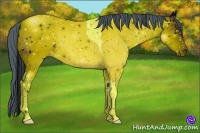 Horse Color:ERROR: UNKNOWN ANOMALY