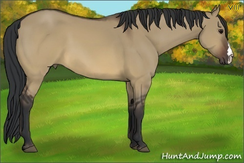 Horse Color:Brown Dun 