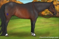 Horse Color:Brown Rabicano 