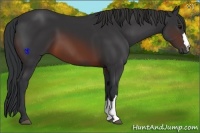 Horse Color:Brown 