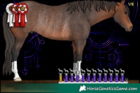 Horse Color:Brown Rabicano 
