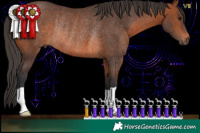 Horse Color:Brown Rabicano 