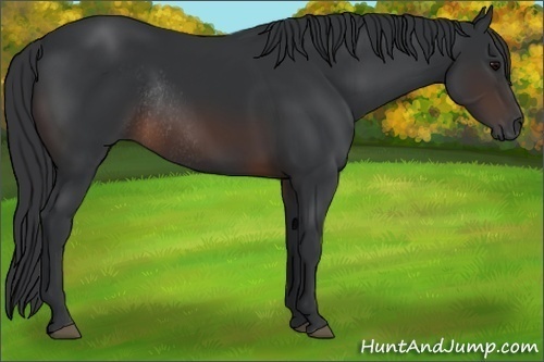 Horse Color:Brown Rabicano 