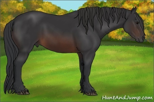 Horse Color:Brown 