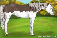 Horse Color:Silver Black Splash