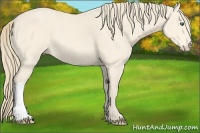 Horse Color:Perlino 