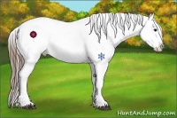Horse Color:Buckskin Blanket 
