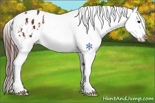 Horse Color:Bay Snowflake Varnish 
