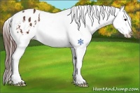 Horse Color:Bay Snowflake Varnish 