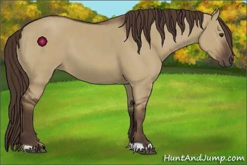Horse Color:Liver Red Dun 