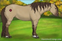 Horse Color:Liver Red Dun 