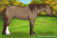 Horse Color:Liver Red Dun 