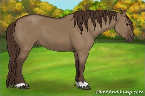 Horse Color:Liver Red Dun 