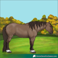 Horse Color:Liver Red Dun 