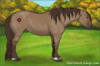 Horse Color:Liver Red Dun 