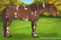 Horse Color:White Spotted Liver Chestnut 