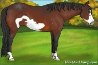 Horse Color:Bay Frame