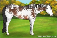 Horse Color:White Spotted Bay Appaloosa Rabicano