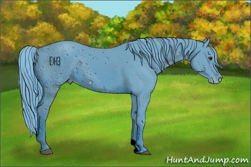 Horse Color:ERROR: UNKNOWN ANOMALY