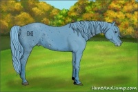 Horse Color:ERROR: UNKNOWN ANOMALY