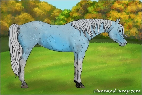 Horse Color:ERROR: UNKNOWN ANOMALY