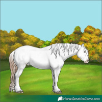 Horse Color:Chestnut Appaloosa