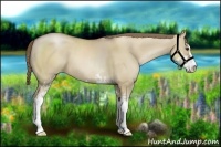 Horse Color:Grullo Pearl Sabino 
