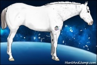 Horse Color:Brown Appaloosa