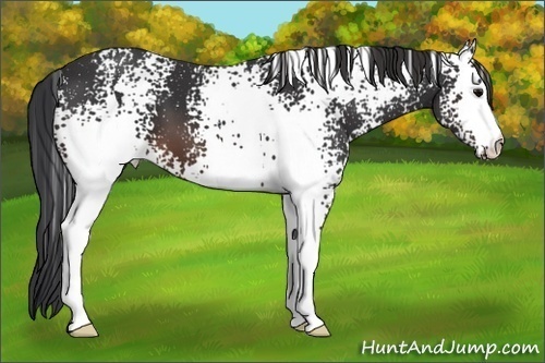 Horse Color:White Spotted Brown