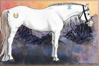 Horse Color:Liver Chestnut Appaloosa