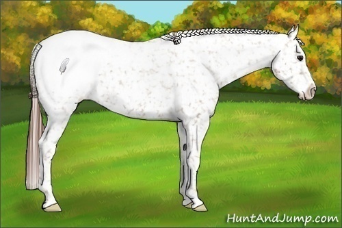 Horse Color:Classic Champagne Roan Snowcap 
