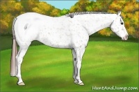 Horse Color:Classic Champagne Roan Snowcap 