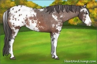 Horse Color:Bay Sabino Appaloosa 