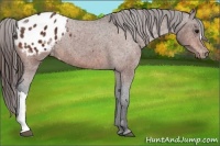 Horse Color:Bay Appaloosa 