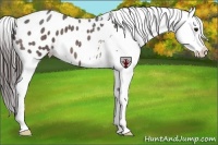 Horse Color:Bay Roan Appaloosa 