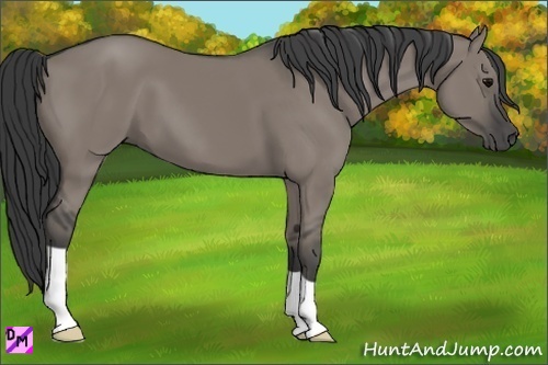 Horse Color:Grullo 
