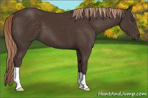 Horse Color:Unknown 