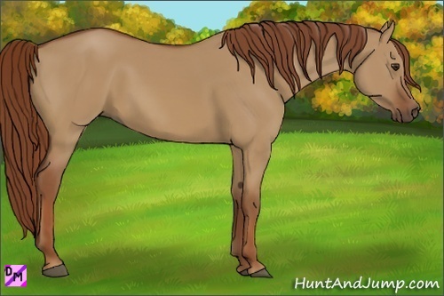 Horse Color:Red Dun 