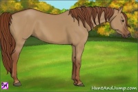 Horse Color:Red Dun