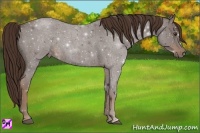 Horse Color:Liver Red Roan Frame