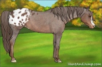 Horse Color:Liver Red Roan Appaloosa