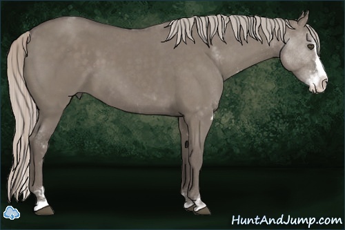 Horse Color:Silver Grullo Sabino Splash 